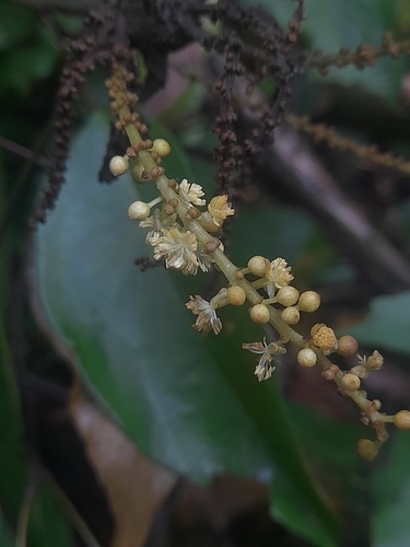 Mallotus rhamnifolius observed 2023-12-09