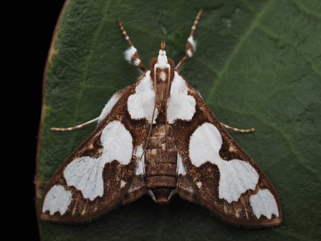 Cirrhochrista disparalis