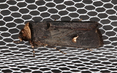 Proteuxoa cinereicollis