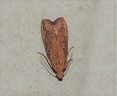 Lamoria idiolepida