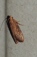 Lamoria idiolepida