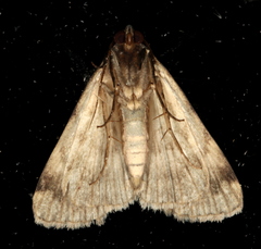 Mormoscopa phricozona