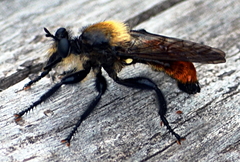 Laphria janus