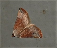 Mataeomera mesotaenia