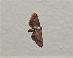 Idaea trypheropa