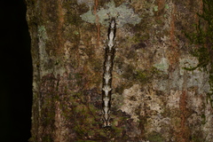 Hypsoropha monilis