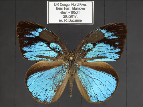 Aethiopana honorius honorius