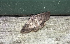 Eudesmeola lawsoni