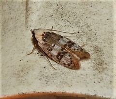Scatochresis innumera