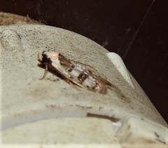 Scatochresis innumera