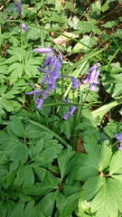 Hyacinthoides non-scripta