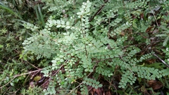 Phyllanthus matitanensis
