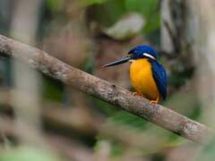 Papuan Dwarf-Kingfisher photo 4