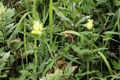 Rhinanthus serotinus aestivalis