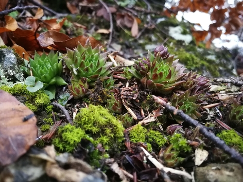 skalničník guľkovitý tatranský (Sempervivum globiferum preissianum)