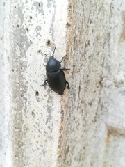 Ablattaria laevigata