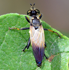 Eudioctria