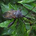 Giant Mesquite Bug - Photo (c) Lon&Queta, some rights reserved (CC BY-NC-SA)