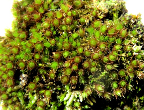 Ptychostomum compactum observed 2017-04-04