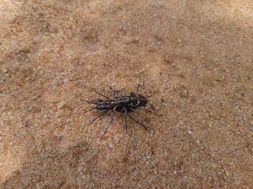 Ophryodera rufomarginata rufomarginata