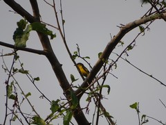 Pericrocotus flammeus