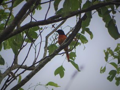 Pericrocotus flammeus