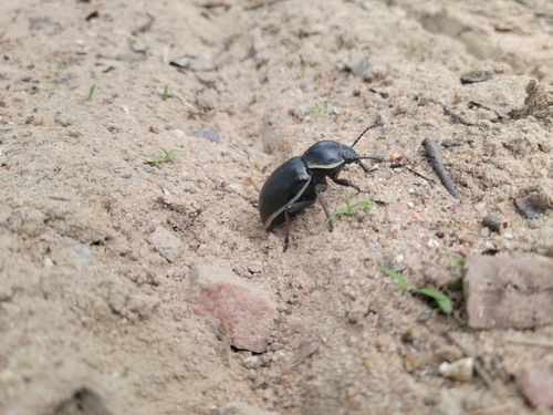 Chiliarchum arnoldi