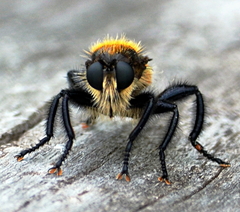 Laphria janus