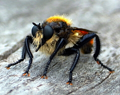 Laphria janus