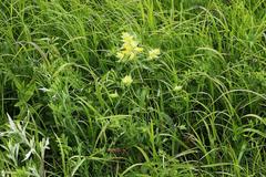 Rhinanthus serotinus aestivalis