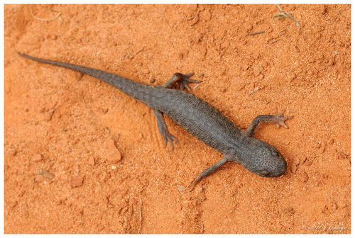 Iberian Ribbed Newt