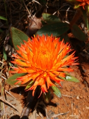 Gomphrena arborescens