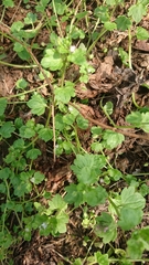 Veronica hederifolia-sublobata-triloba