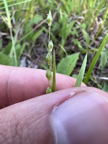 Image of Starved Witchgrass (Dichanthelium depauperatum) by (c) Nathan Aaron, some rights reserved (CC BY)