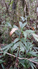 Dypsis