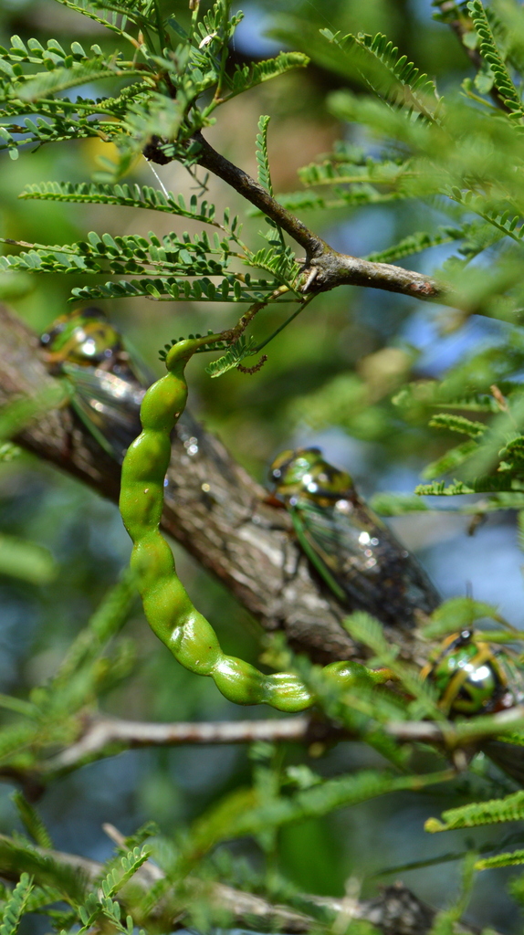 Prosopis nigra (Griseb.) Hieron.