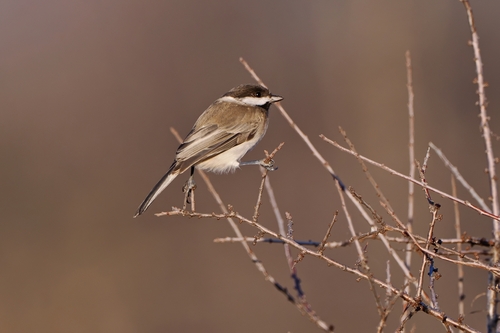 Sombre Tit, Carasova, Romania, photo 9 of 10