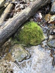 Hygroamblystegium