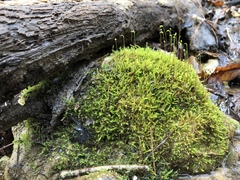 Hygroamblystegium