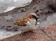 Passer domesticus