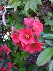 Chaenomeles speciosa