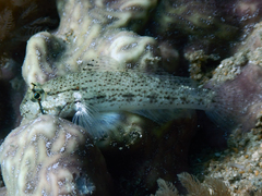 Gnatholepis anjerensis