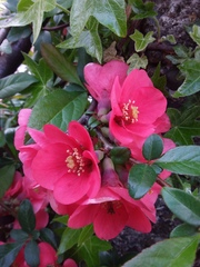 Chaenomeles speciosa