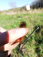 Calopteryx haemorrhoidalis
