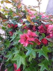 Chaenomeles speciosa