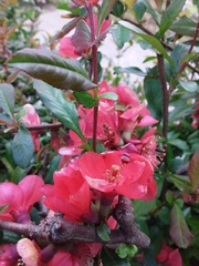 Chaenomeles speciosa