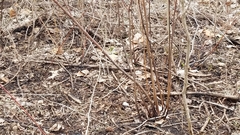 Thamnophis sirtalis semifasciatus