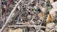 Thamnophis sirtalis semifasciatus