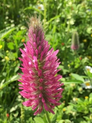 Trifolium purpureum