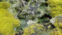 Botryolepraria lesdainii